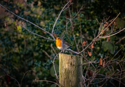 yellow bird on post